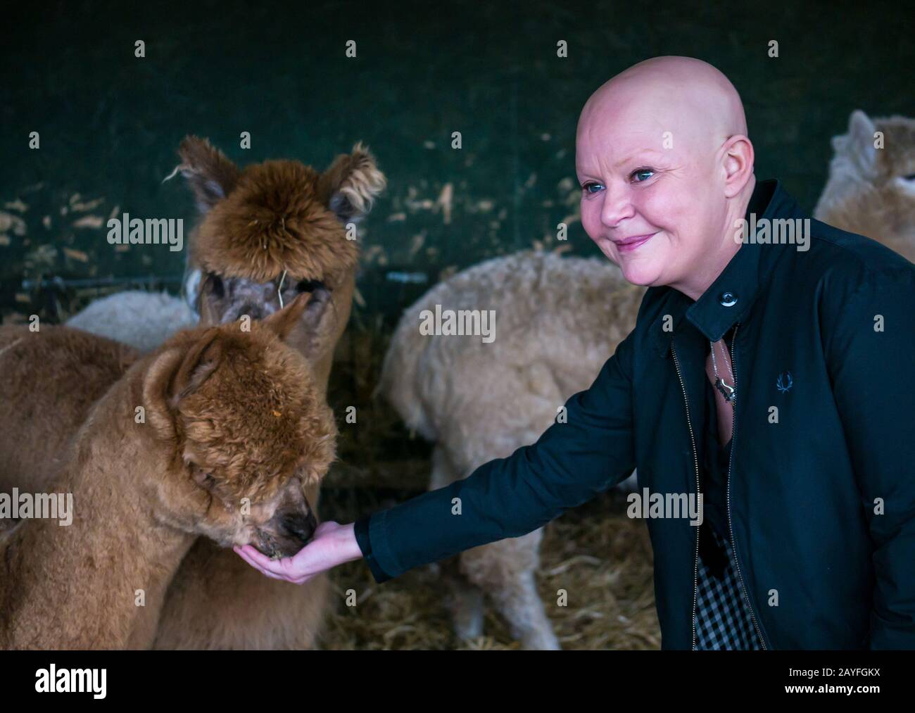 Edinburgh, Schottland, Großbritannien. Februar 2020. Gorgie City Farm: Gail Porter, die Kindheitserinnerungen an den Besuch der Farm hat, trifft die neue LIEBE Gorgie Farm. Love Learning, eine Bildungs- und Sozialhilfe zur Unterstützung verletzter Personen, kündigte im Januar 2019 die Übernahme der städtischen Farm an. Der Hof wird am 29. Februar 2020 wieder eröffnet. Gail mit den Alpakas der Farm Stockfoto