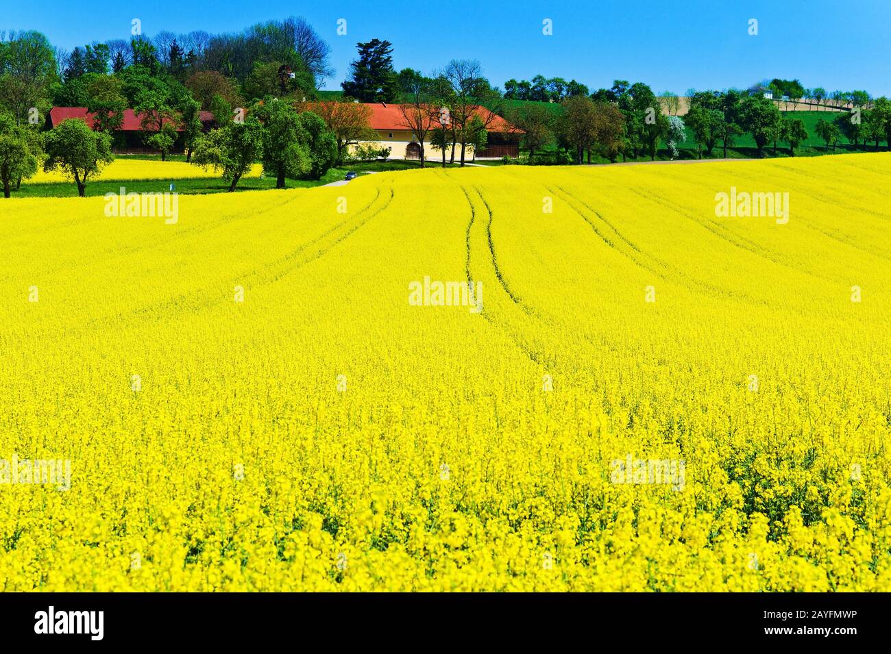 Eion gelbes Rapsfeld im Fruehling vor einem Bauernhaus. Hintergrund und Textfreiraum. Stockfoto