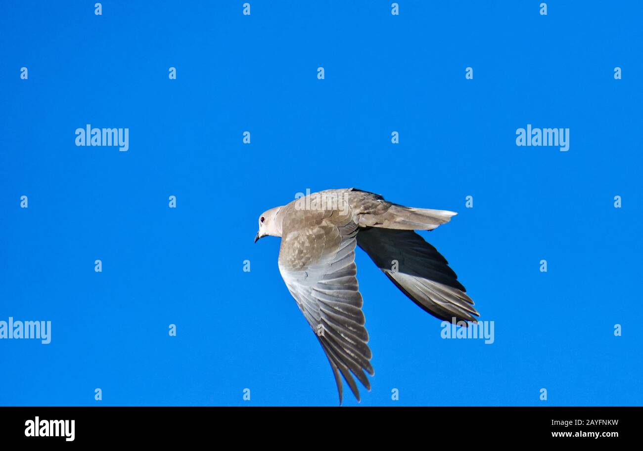 Collared Dove Stockfoto Collared Dove Stockfoto