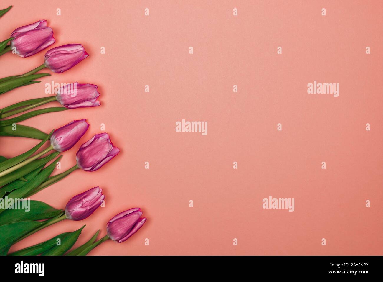 Tageskarte für Frauen: Sieben rosafarbene Tulpen auf pinkfarbenem Hintergrund von der linken Seite Stockfoto