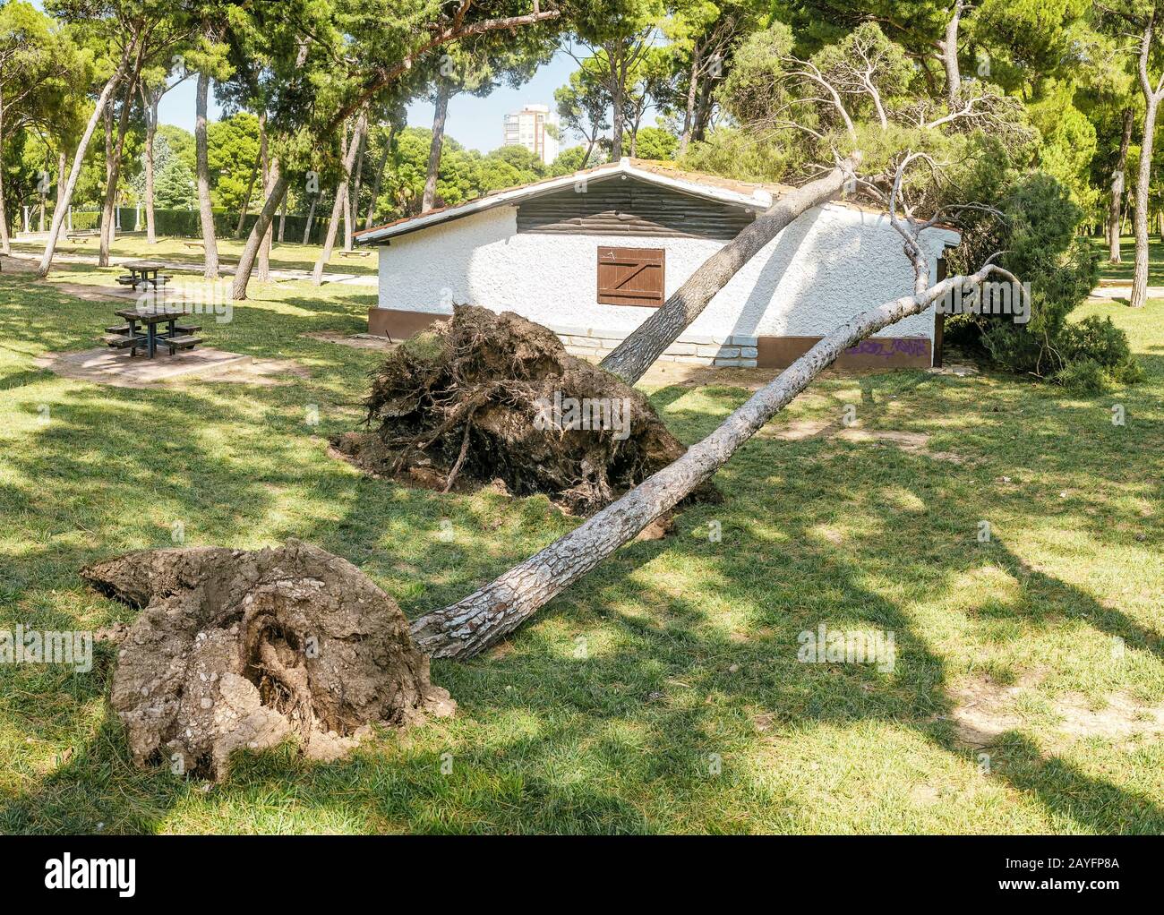 Ein großer Kiefernbaum fällt auf ein Dach eines kleinen Privathauses. Sturm- und Katastrophenkonzept Stockfoto