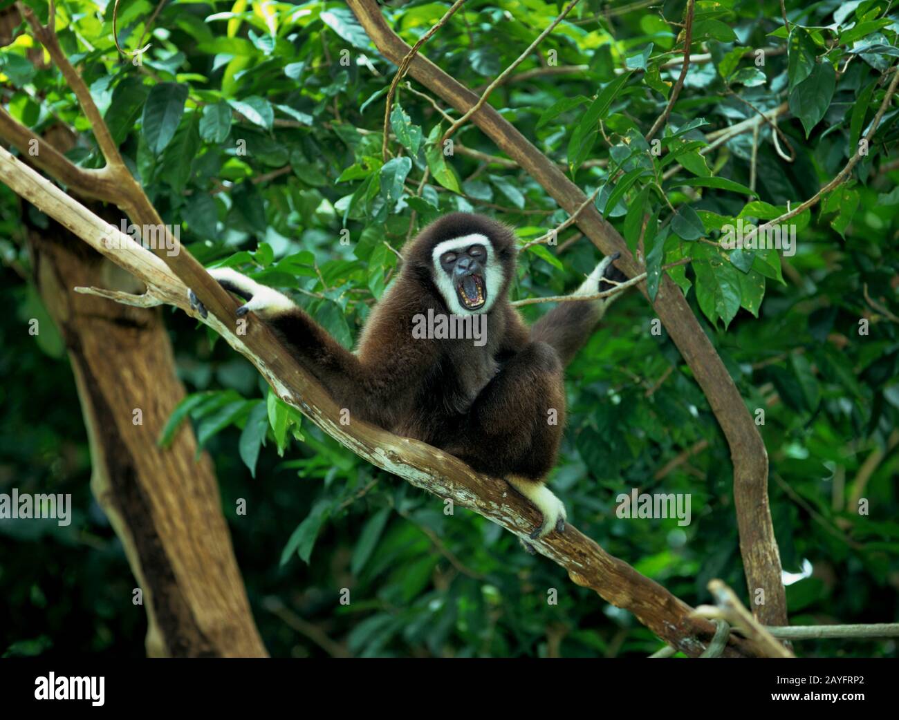 Dunkelhändiger Gibbon, schwarzhändiger Gibbon, agiler Gibbon (Hylobate agilis), sitzt gähnend auf einem Ast, Vorderansicht Stockfoto