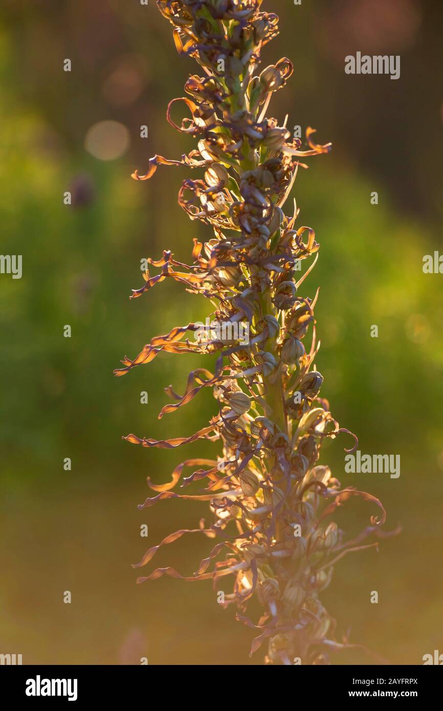 Echsenorchid (Himantoglossum hircinum), Infloreszenz in Backlight, Frankreich, Bretagne Stockfoto