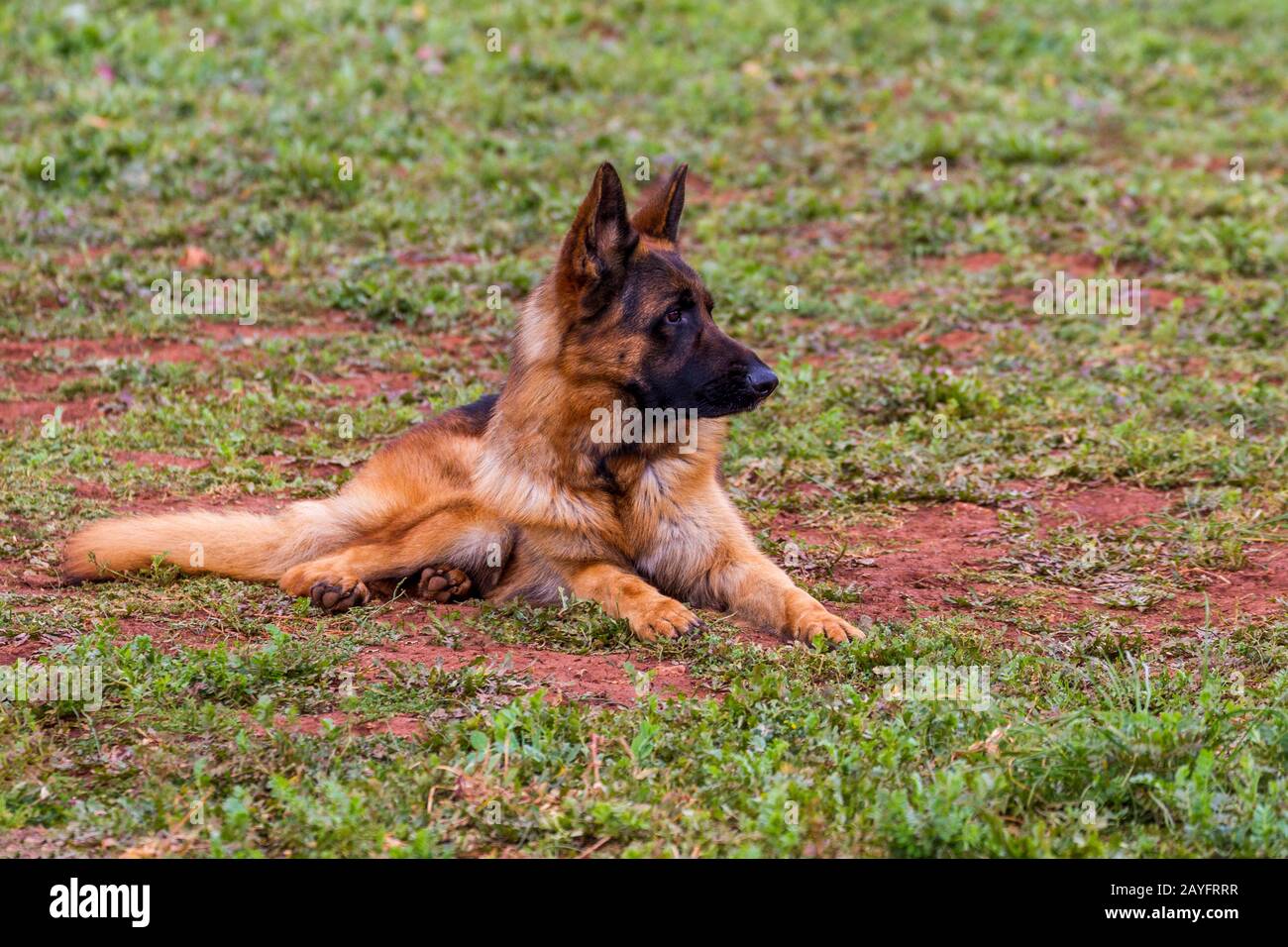 Wolf-Hund K9-Porträt in DER TÜRKEI Stockfoto