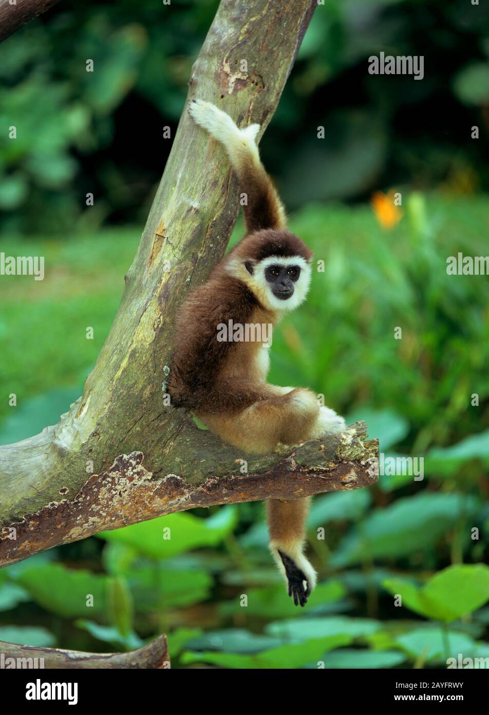 Dunkelhändiger Gibbon, schwarzhändiger Gibbon, agiler Gibbon (Hylobate agilis), auf einem Ast sitzend, Seitenansicht Stockfoto