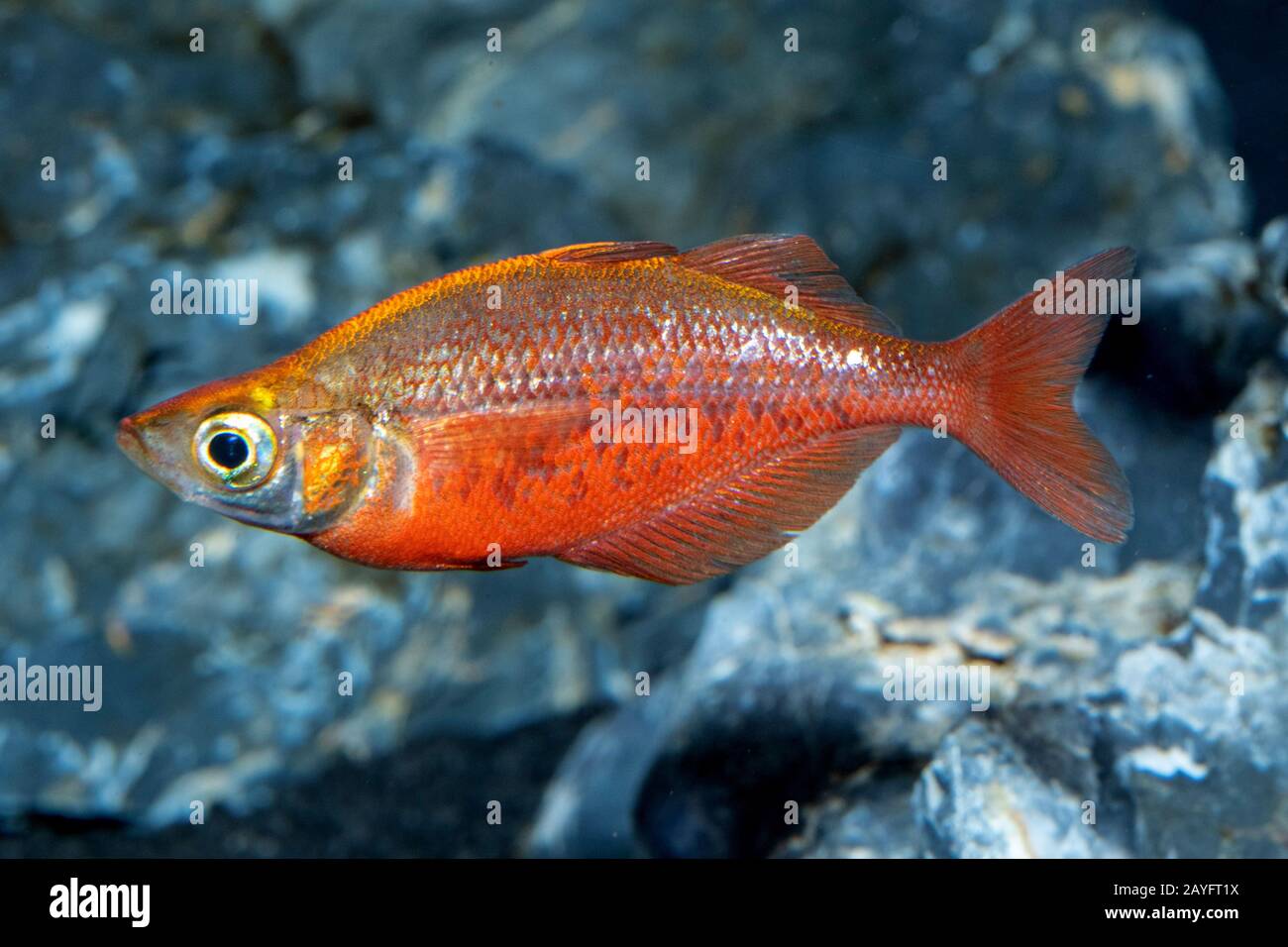 Roter Regenbowfisch, salmonroter Regenbowfisch, neuguineischer Roter Irianischer Regenbowfisch (Glossolepis incisus), Seitenansicht Stockfoto