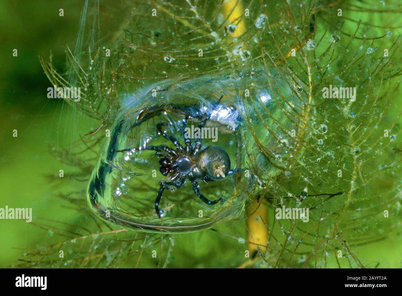 Europäische Wasserspinne (Argyroneta aquatica), mit Tauchglocke, Luftblase unter Wasser, Rückenschwimmerin als Beute in der Glocke, Deutschland Stockfoto