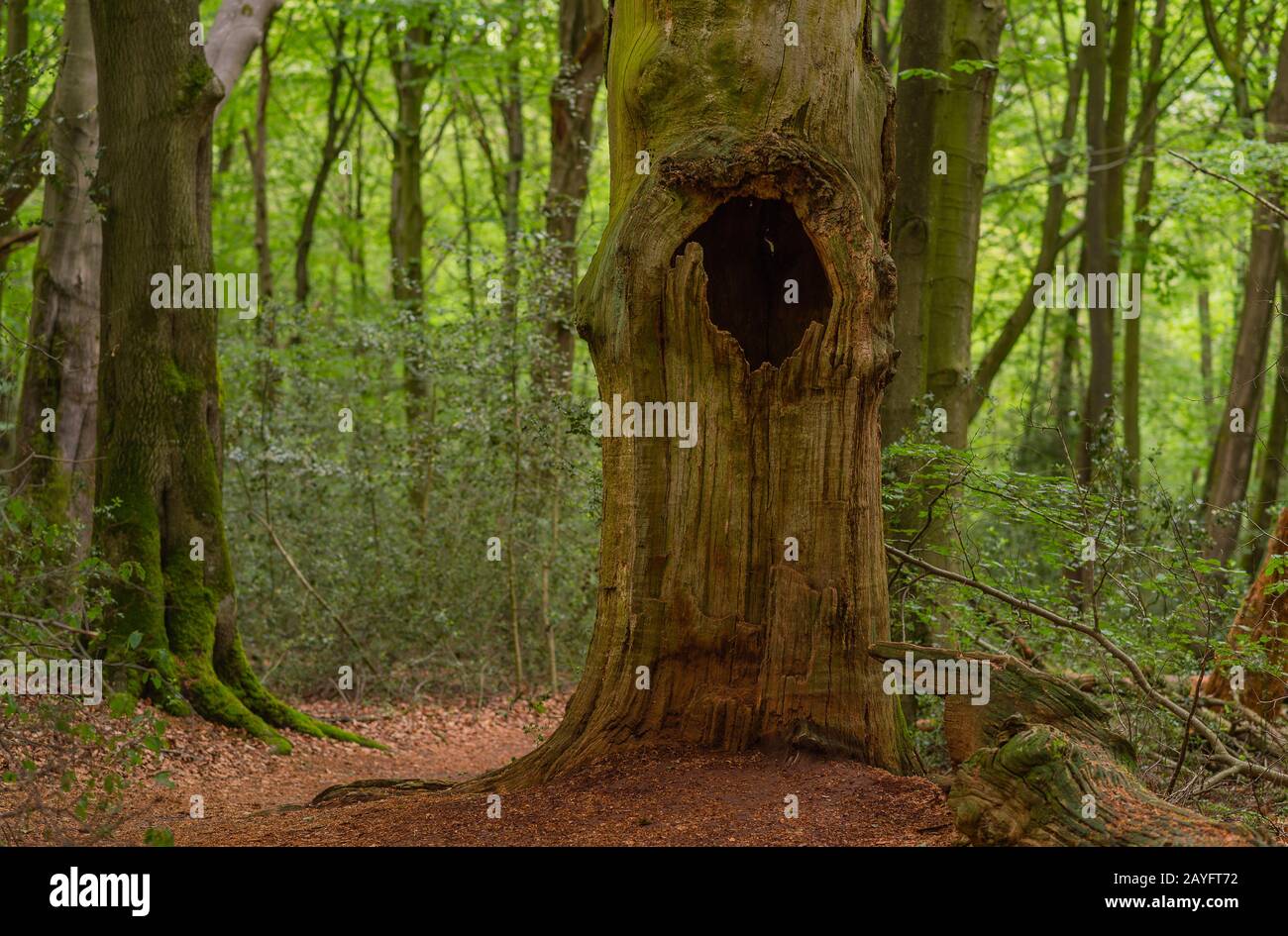 Eiche (Quercus spec.), Totholz von Eichen im Naturschutzgebiet Hasbruch, Deutschland, Bremen, beim Kennzeichen Kennzeichen Kennzeichen Hasbruch Stockfoto