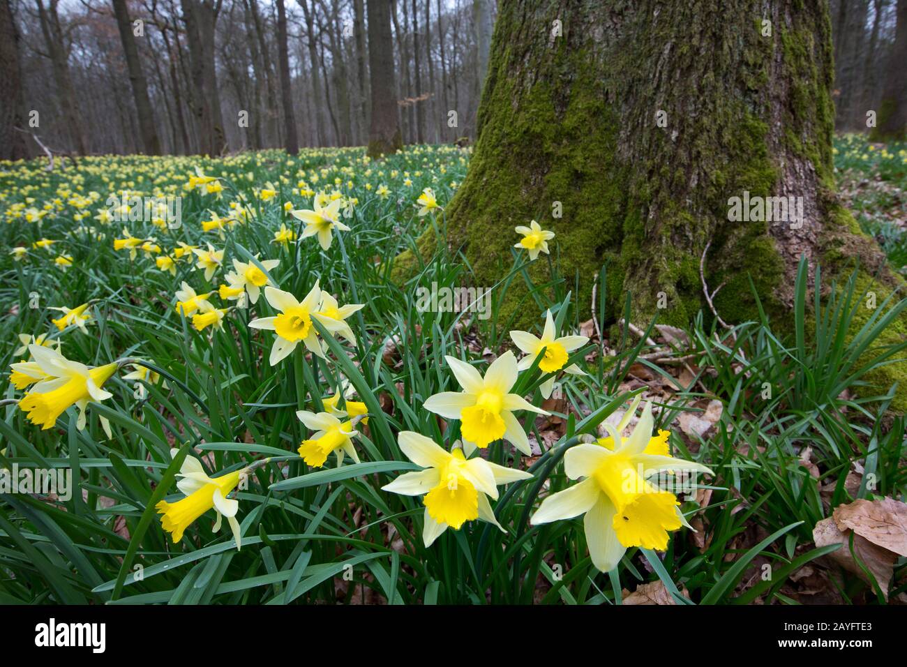 Gewöhnliches Narzissus (Narcissus pseudonarcissus), blühender Wilddaffodill, Belgien, Henegouwen, Howardries Stockfoto
