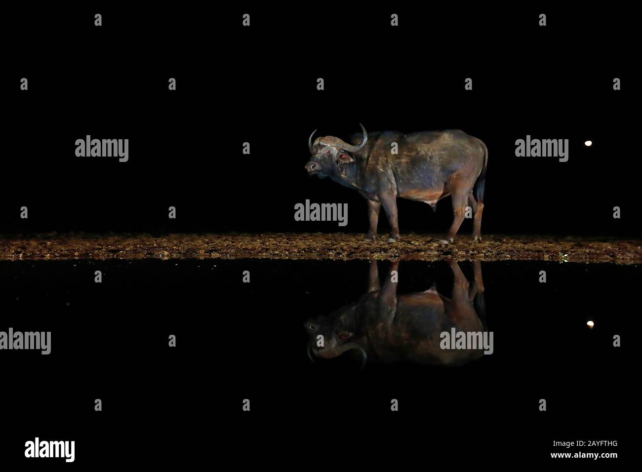 Afrikanischer Büffel (Syncerus caffer), steht nachts an einem Wasserloch, Spiegelbild, Südafrika, Kwazulu-Natal, Zimanga Game Reserve Stockfoto
