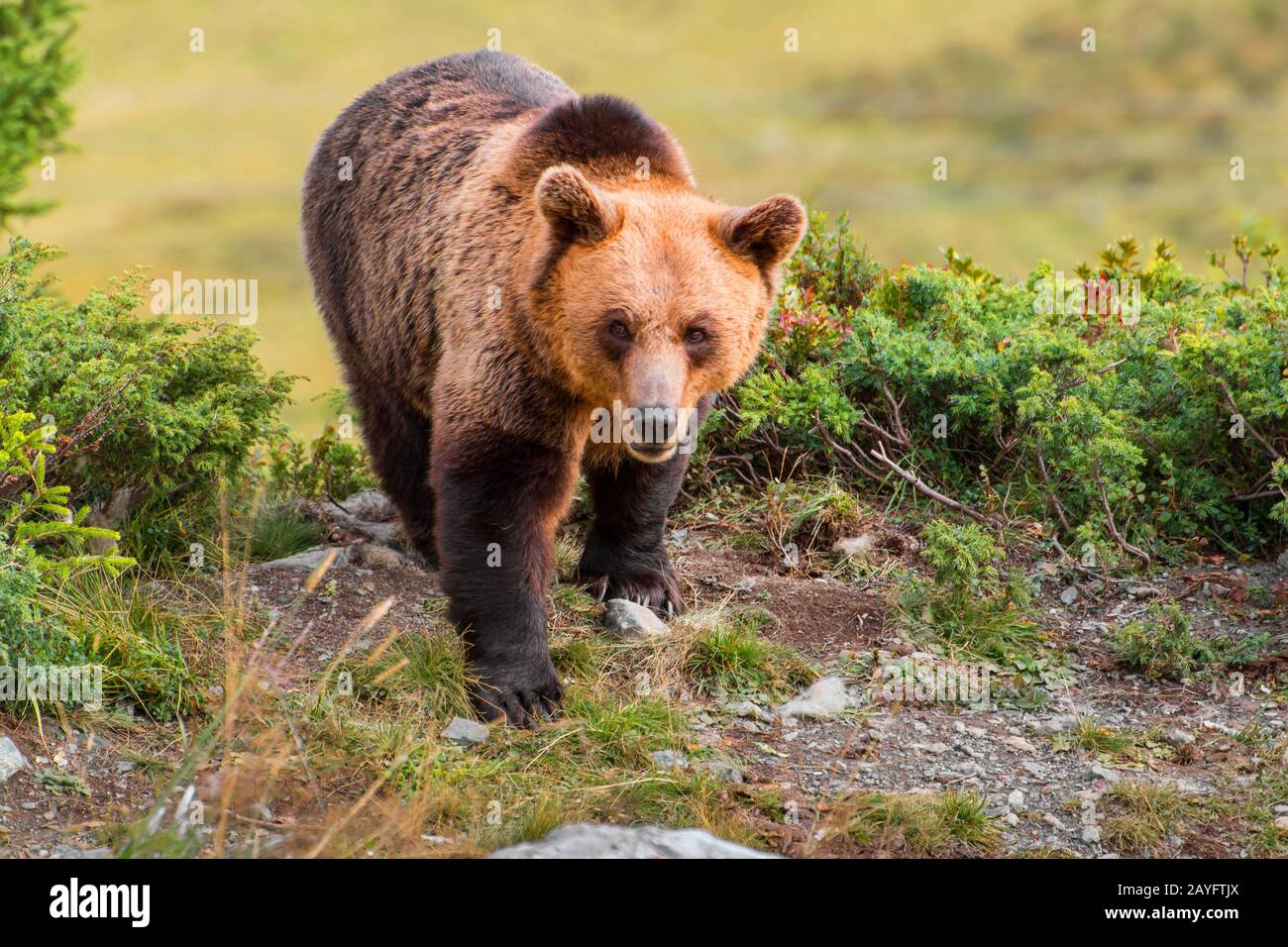 Braunbär (Ursus arctos), durchstreift Alpengebiet, Schweiz, Graubünden Stockfoto