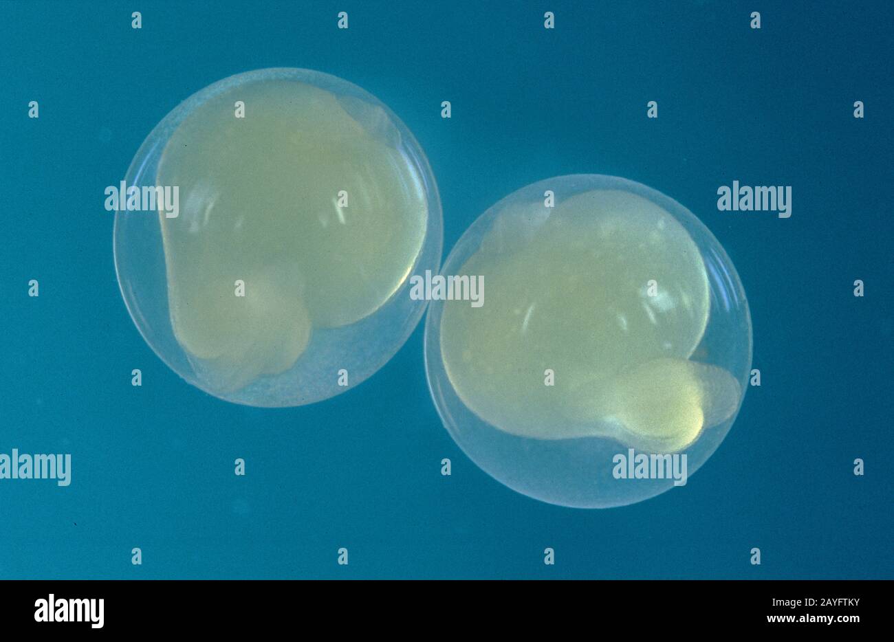 Barbel (Barbus barbus), Eier mit beginnende embryonale Entwicklung Stockfoto
