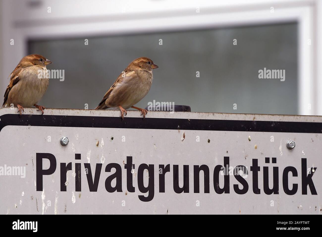 14. Februar 2020, Berlin: Zwei Spatzen sitzen auf einem Schild mit der Aufschrift "Privatgrundstück". Foto: Sonja Wurtscheid / dpa Stockfoto