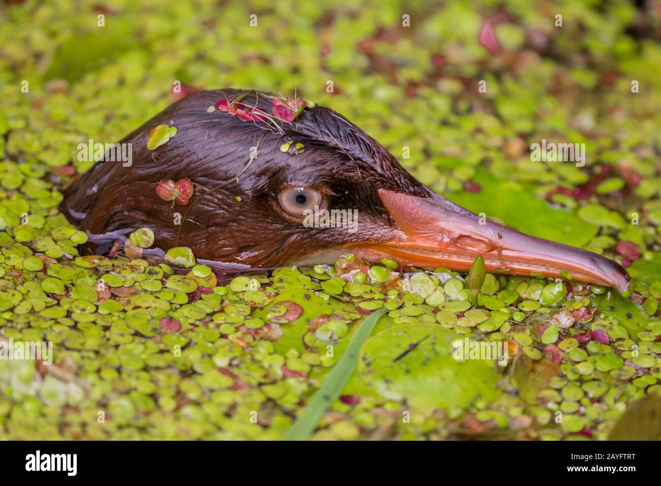 Gänseblaumchen (Mergus merganser), zwischen Duckweed, Porträt, Deutschland, Bayern, Niederbayern, Niederbayern, auftauchender Jungvogel Stockfoto