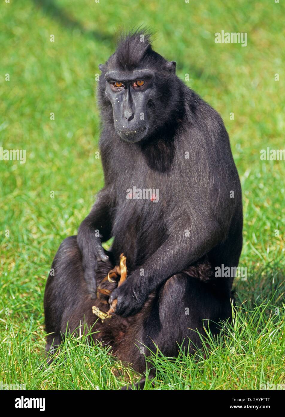 Auf einer Wiese sitzt cremefarbiger Gibbon (Hylobate concolor) Stockfoto
