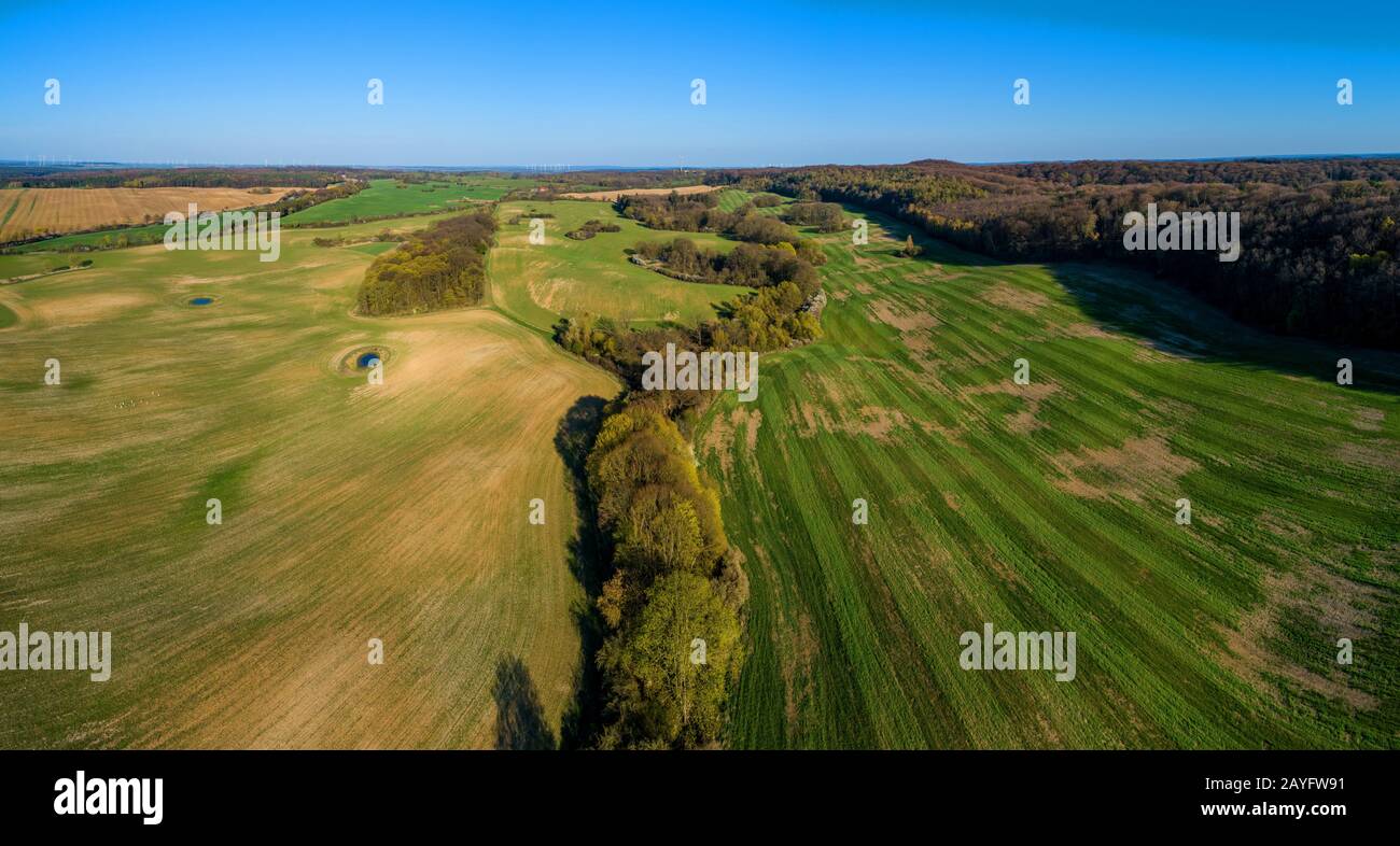 UNESCO-Weltkulturerbe Beechwald Grumsin - Schorfheide, Deutschland, Brandenburg Stockfoto
