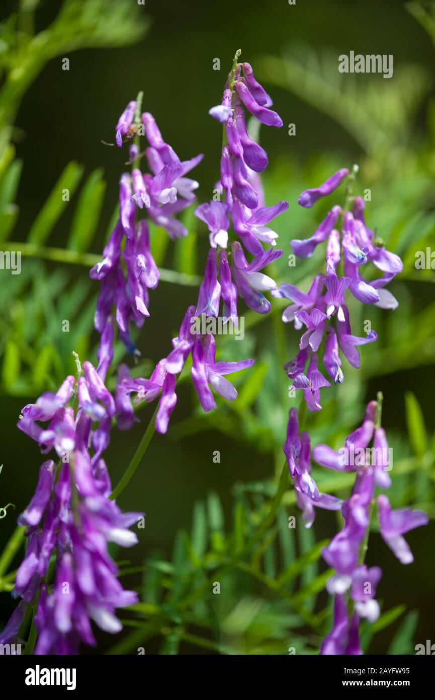 Bramble vetch (Vicia tenuifolia), Blooming, Deutschland Stockfoto