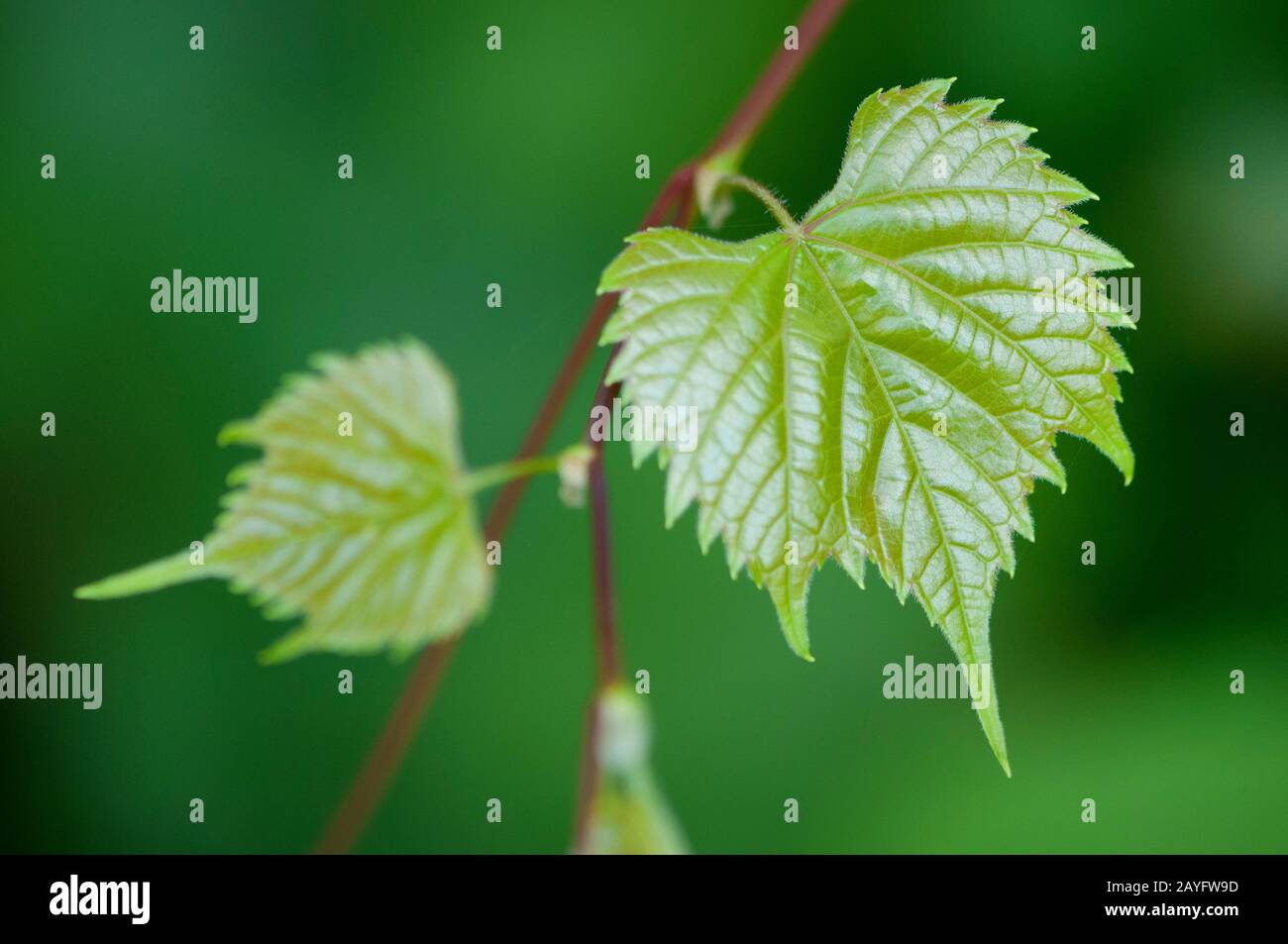 Rebe, Rebe (Vitis vinifera), Blätter, Deutschland Stockfoto