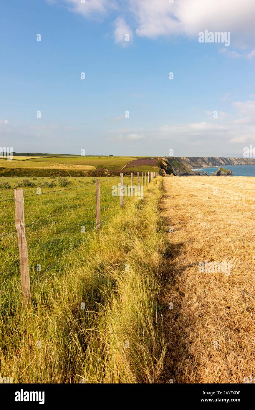 Blick über die Carvannel Downs und die Küste vom South West Coast Path - in der Nähe von Portreath, im Norden Cornwalls, Großbritannien. Stockfoto