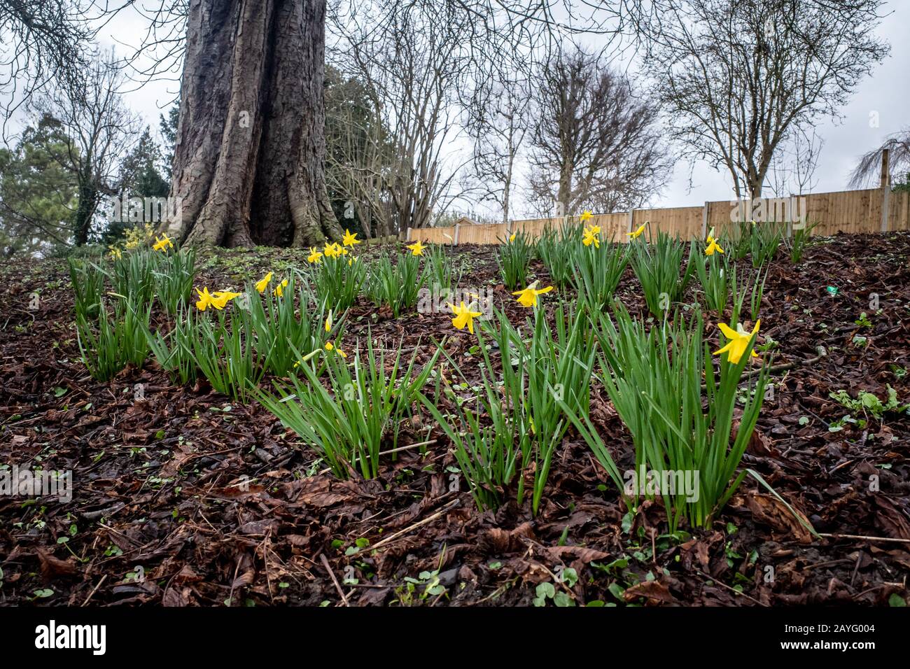 Narzissen blühen im Carshalton Park, Wallington. Stockfoto