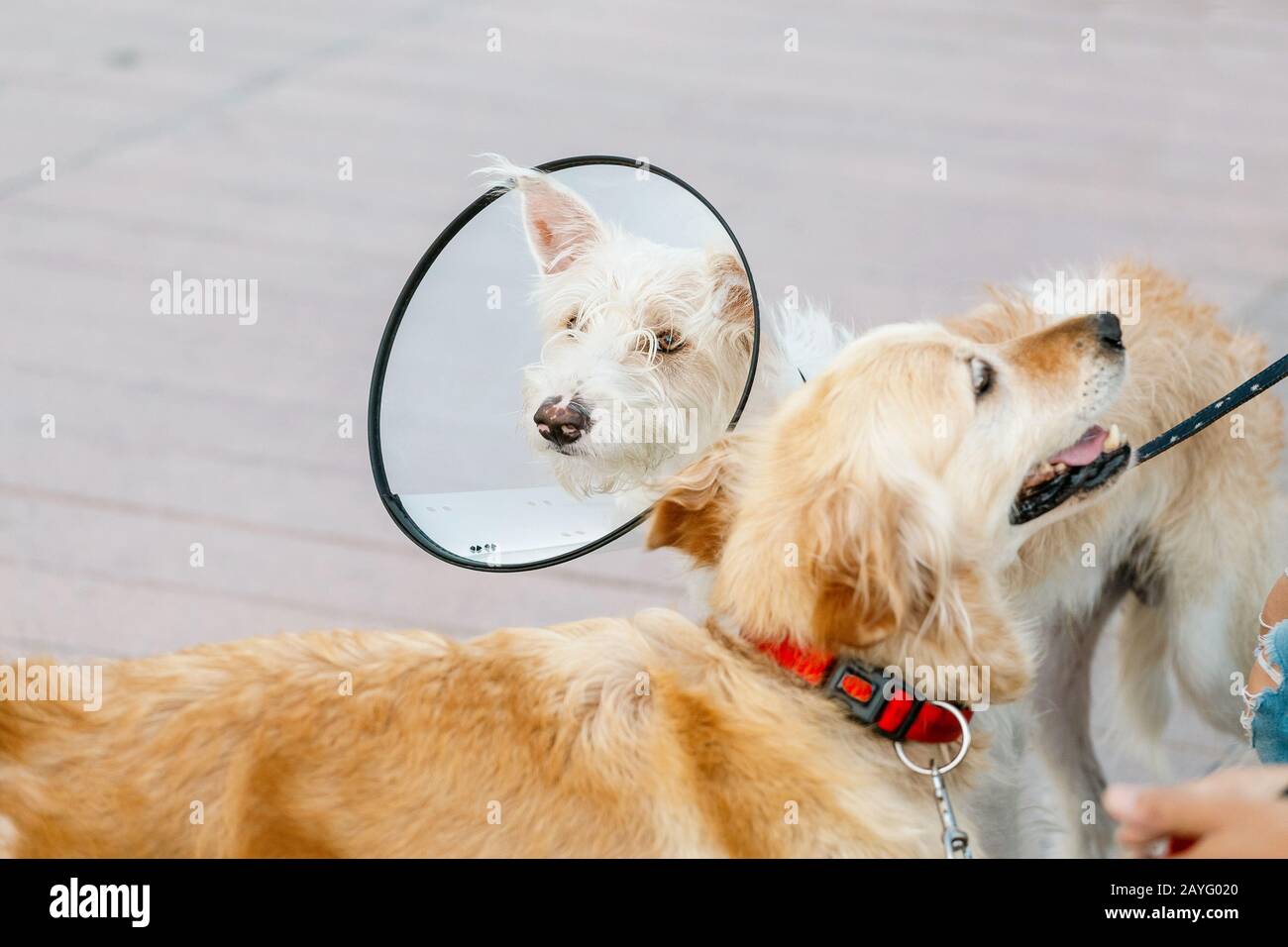 Zwei Hunde, die nach der Operation einen elisabethanischen Schutzkragen tragen Stockfoto