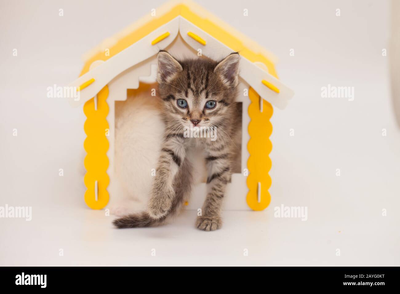 Süßes Kätzchen auf weißem Hintergrund Stockfoto