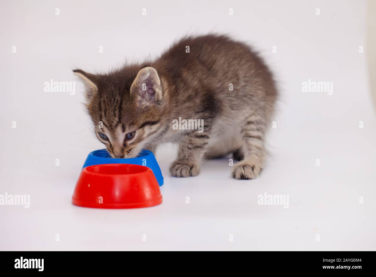 Süße Kätzchen trinken etwas Wasser aus einer farbigen Schüssel Stockfoto