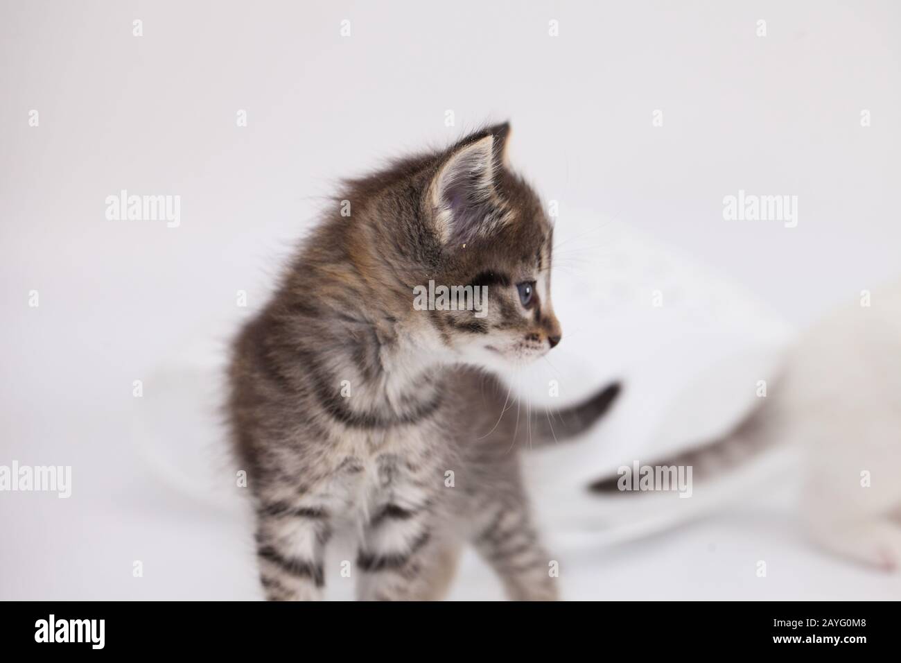 Süßes Kätzchen im Profil. Furchiges Haustier Stockfoto