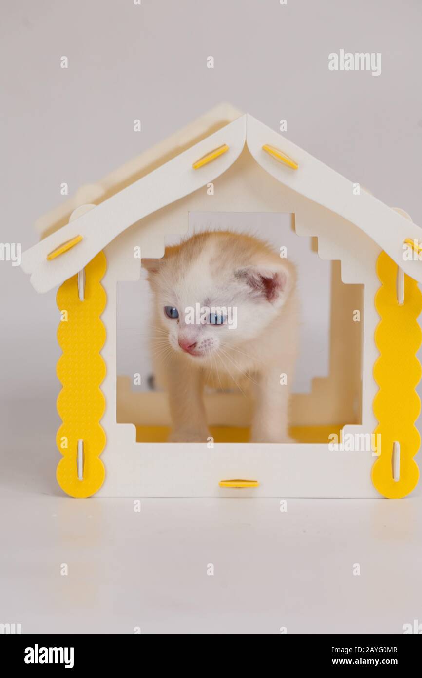 Weiße Kätzchen in einem gelben Haus auf weißem Grund Stockfoto