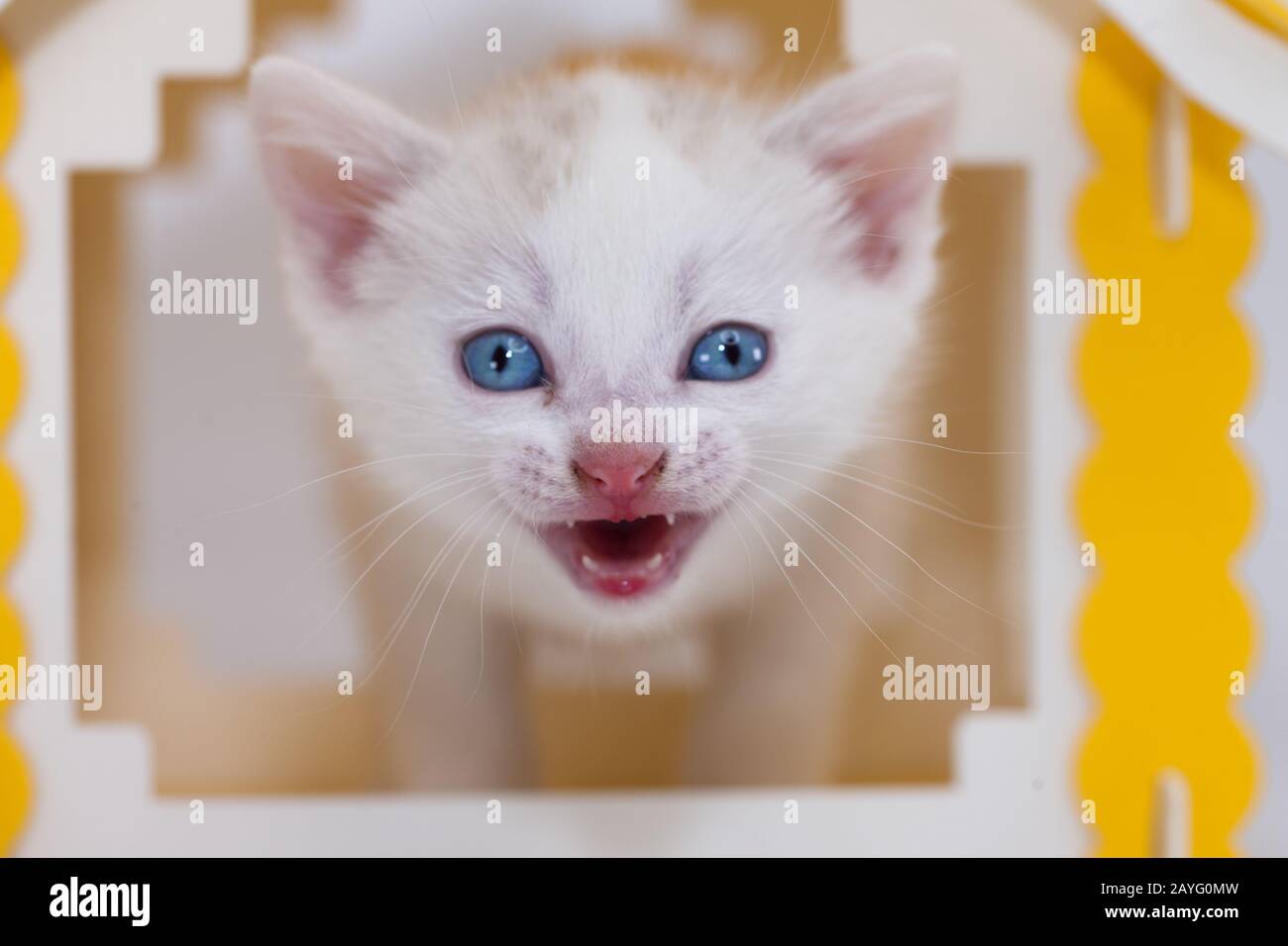 Scream-Konzept, Hilferuf, weißes Kätzchen in gelbem Haus auf weißem Hintergrund Stockfoto