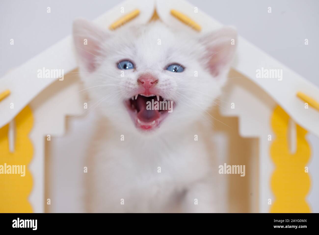 Scream-Konzept, Hilferuf, weißes Kätzchen in gelbem Haus auf weißem Hintergrund Stockfoto