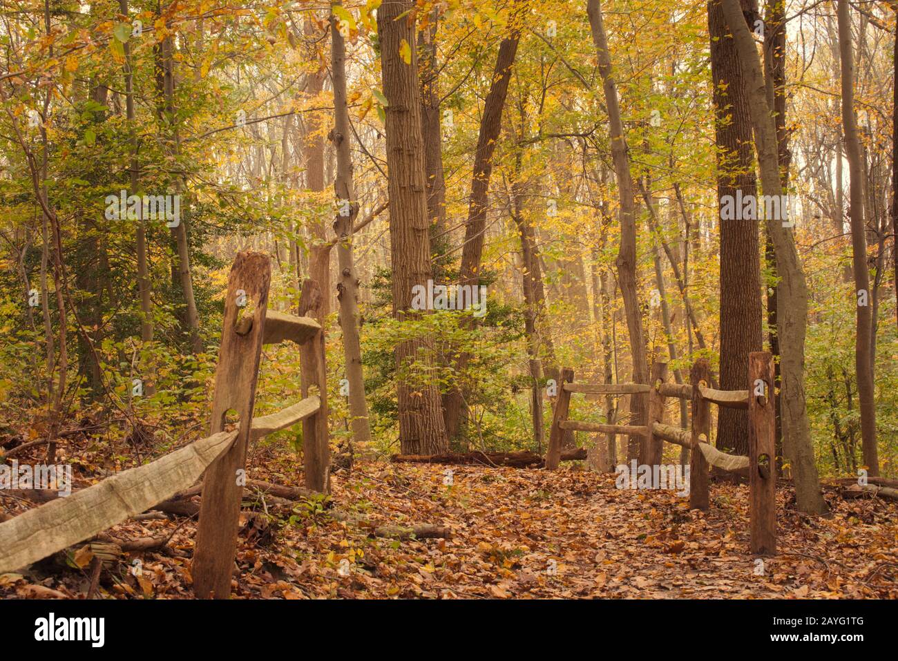 Blick auf den Herbstwald. Im Tatum Park, Monmouth County NJ. Stockfoto