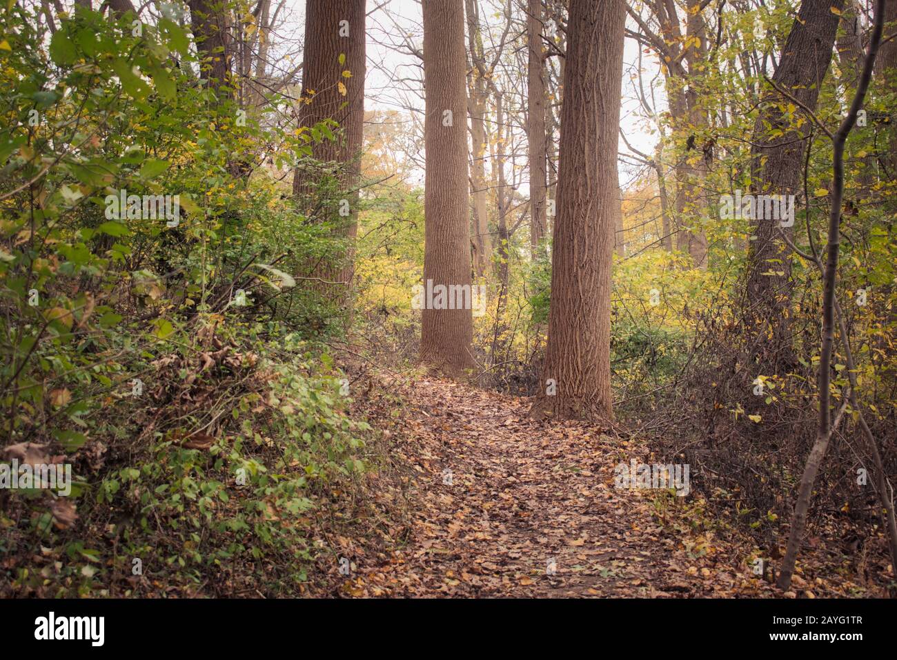 Blick auf den Herbstwald. Im Tatum Park, Monmouth County NJ. Stockfoto