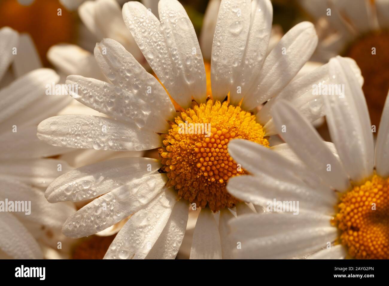 Große Oxeye Wild Daisy mit morgendlichem Sonnenlicht und Tau Tropfen. Natürliche Blume in freier Wildbahn. Stockfoto