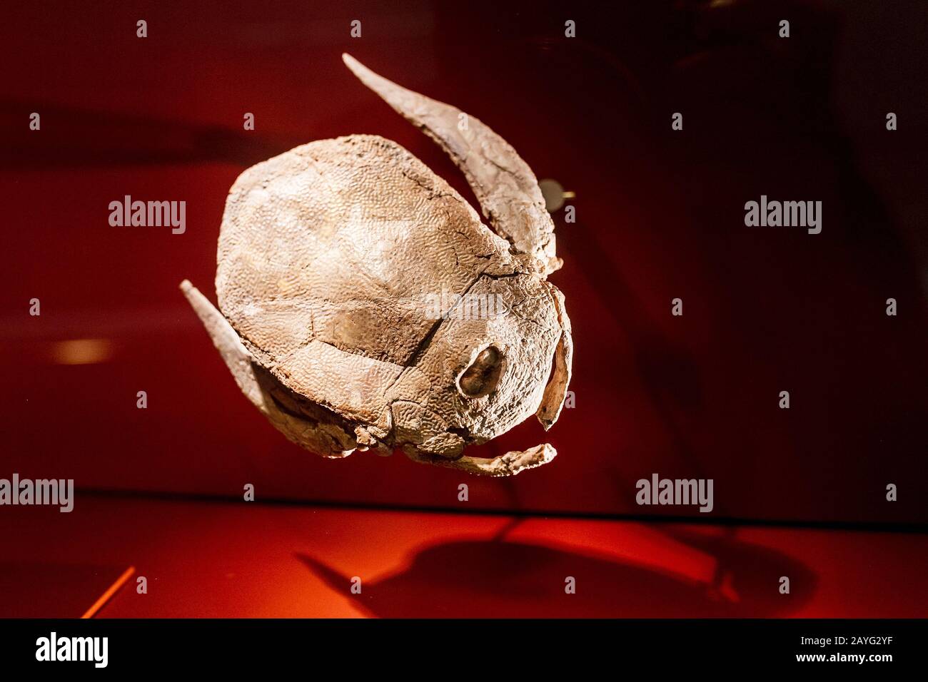 Fossil eines uralten prähistorischen Insekts Stockfoto