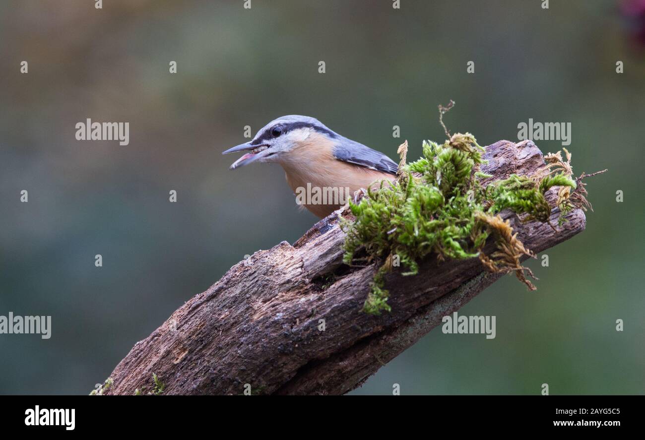 Nuthatch auf mosigen Ast. Stockfoto