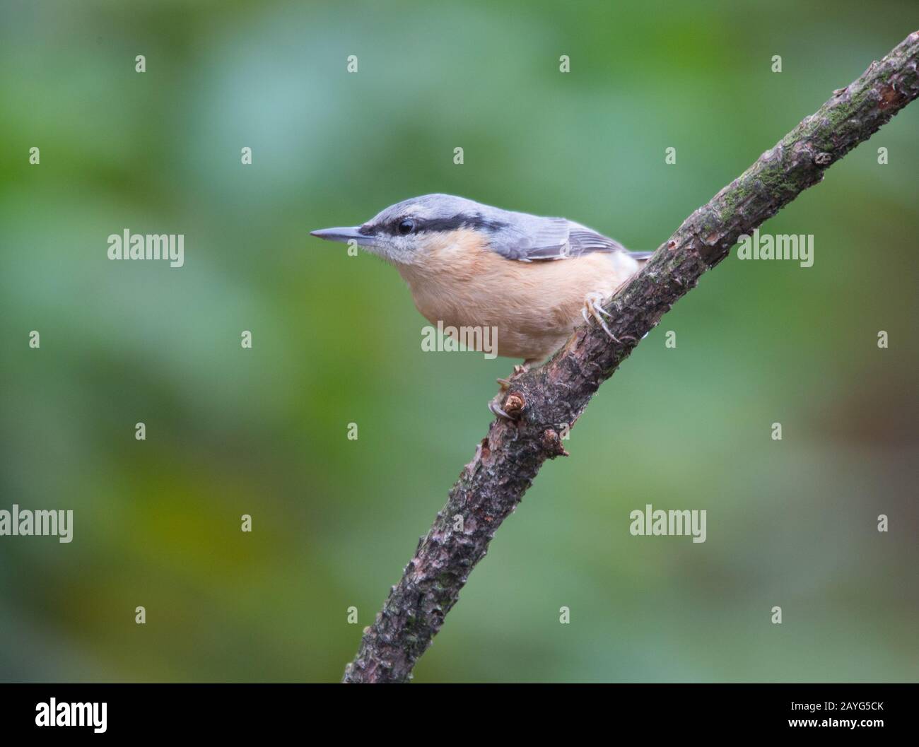 Kleiber thront auf Zweig. Stockfoto