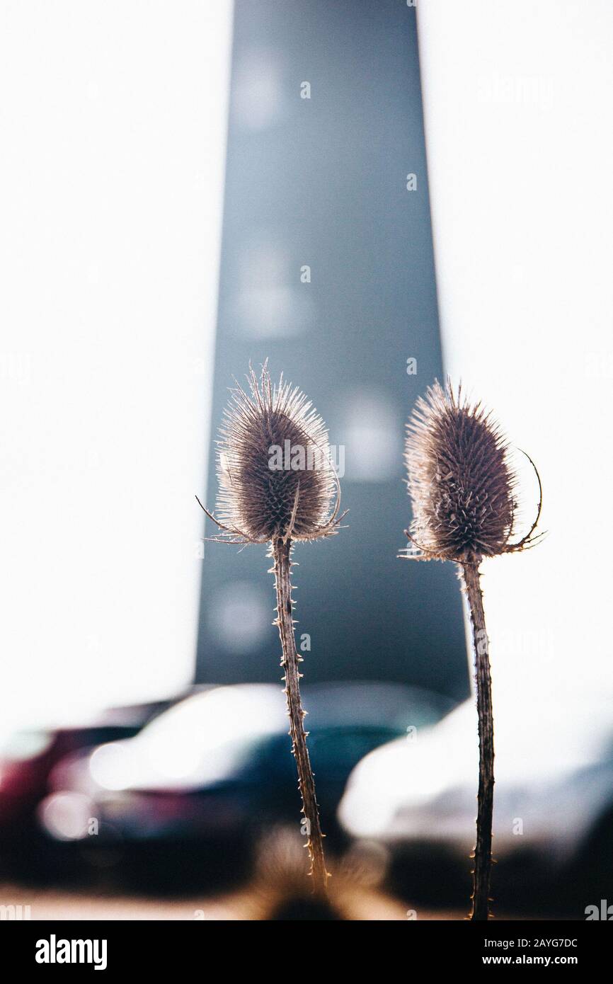Teasels vor dem Dungeness Old Lighthouse Stockfoto