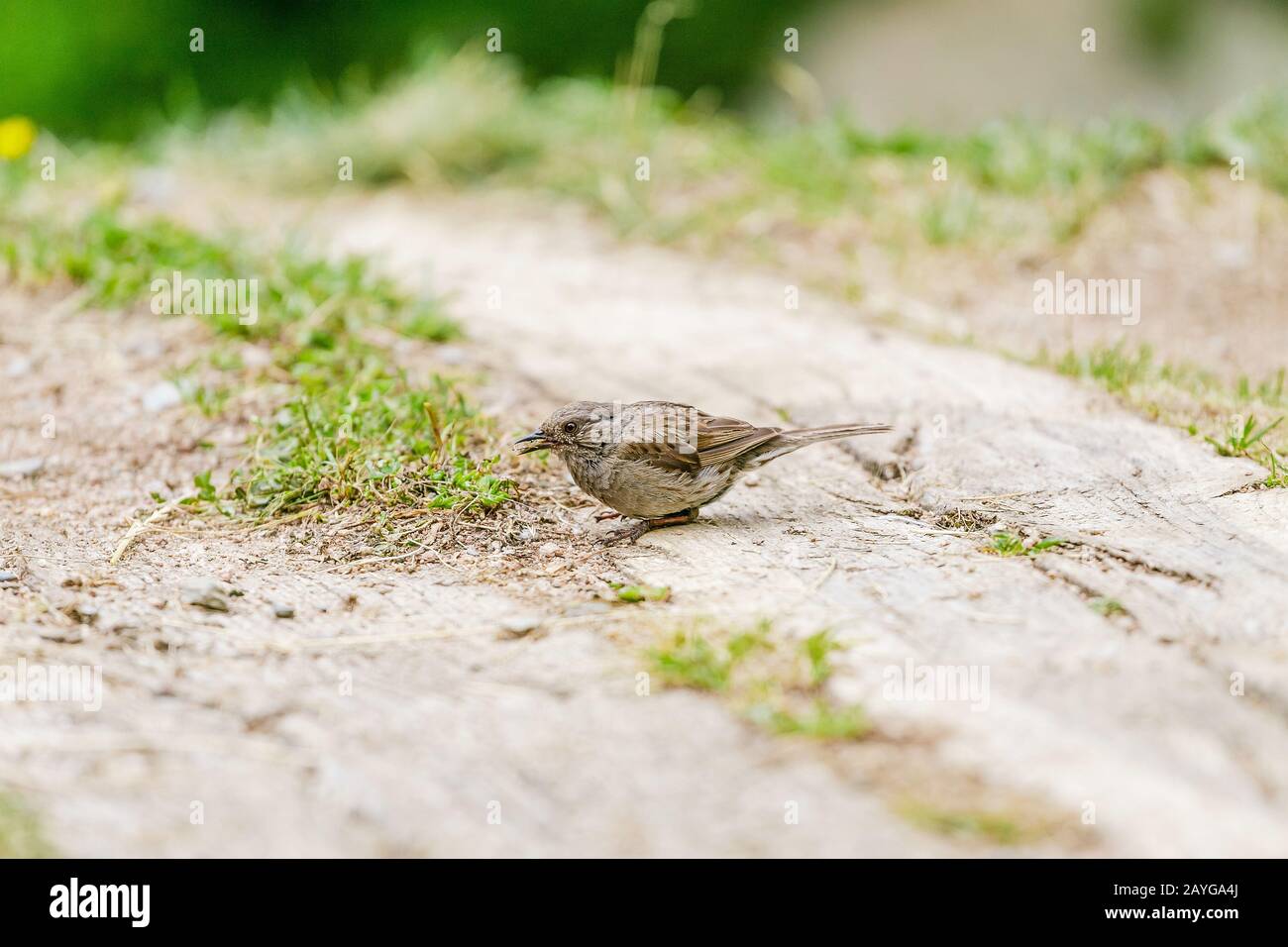 Kleiner Sparren-Lerchenvogel auf dem Boden Stockfoto