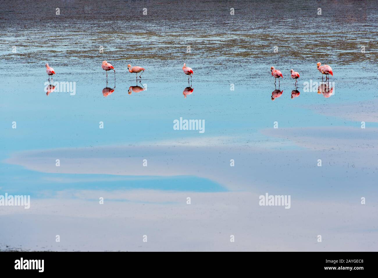 Chilenische Flamingos (Phönicopterus chilensis) bei Bahia Redonda, Lago Argentino in El Calafate, Patagonien, Argentinien. Stockfoto
