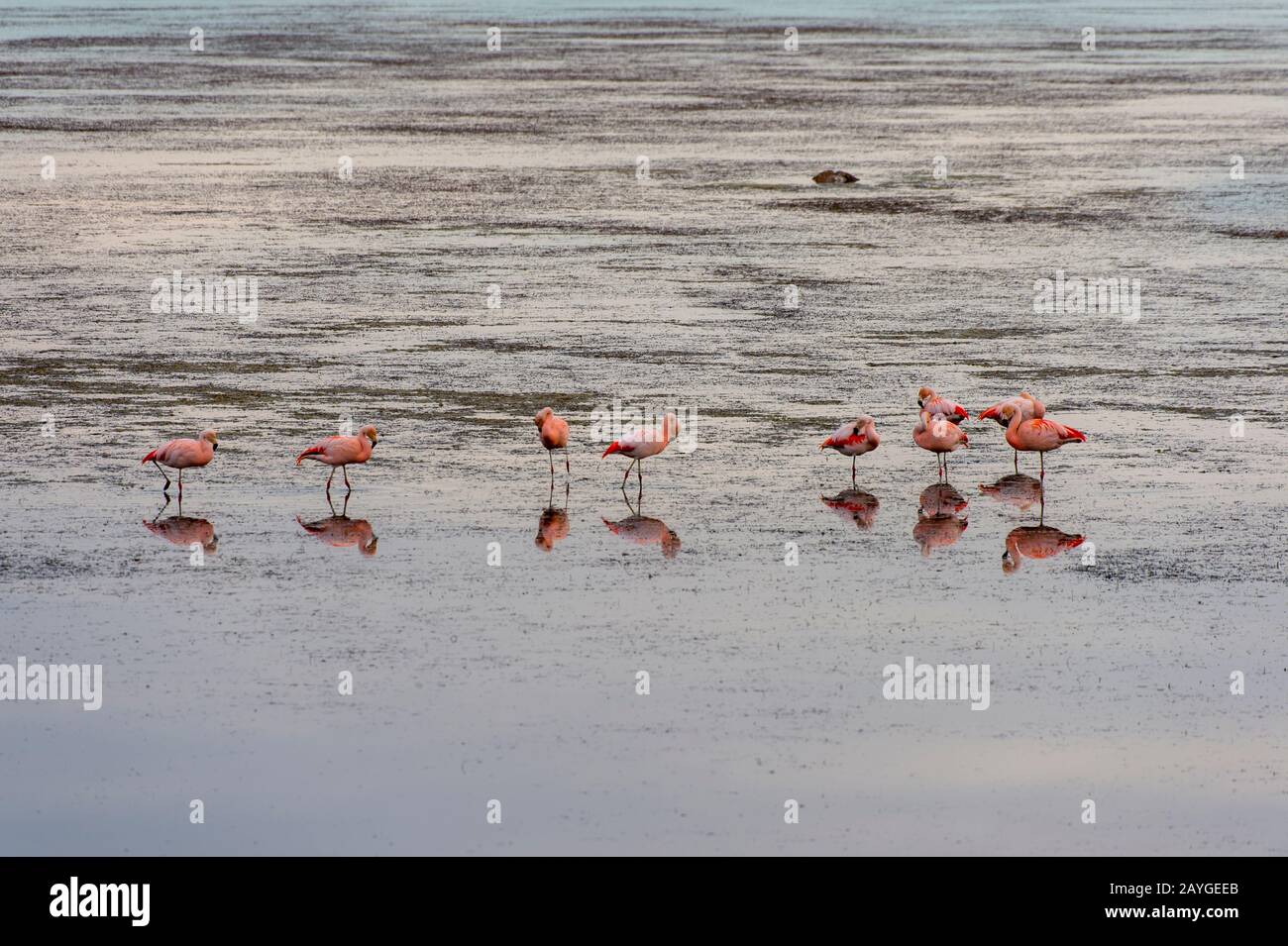 Chilenische Flamingos (Phönicopterus chilensis) bei Bahia Redonda, Lago Argentino in El Calafate, Patagonien, Argentinien. Stockfoto