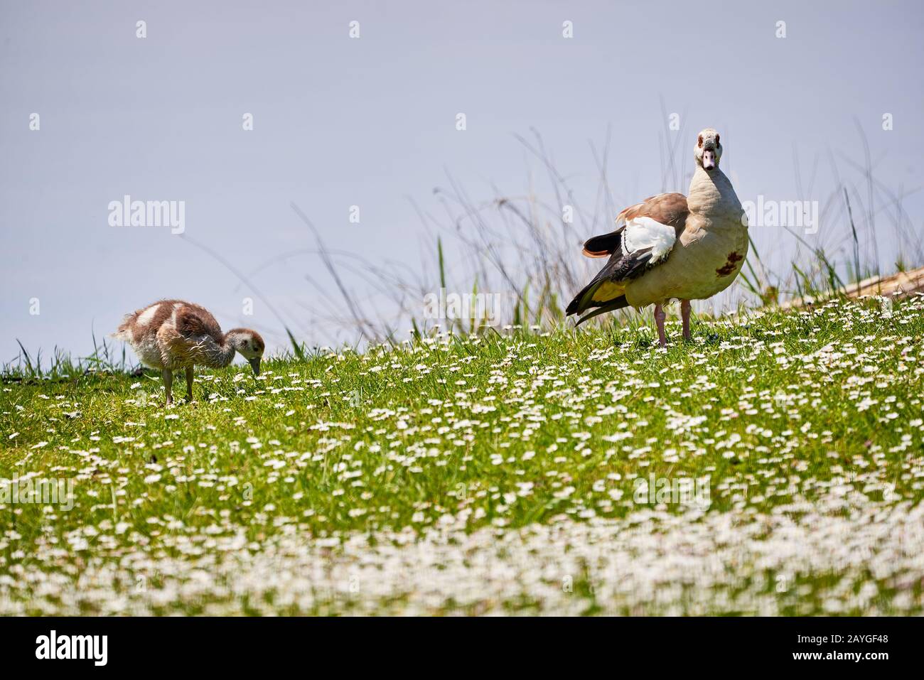 Ägyptische Gans mit Chick on Field in der Nähe des Adolfosee Lake (Alopochen aegyptiaca) Stockfoto