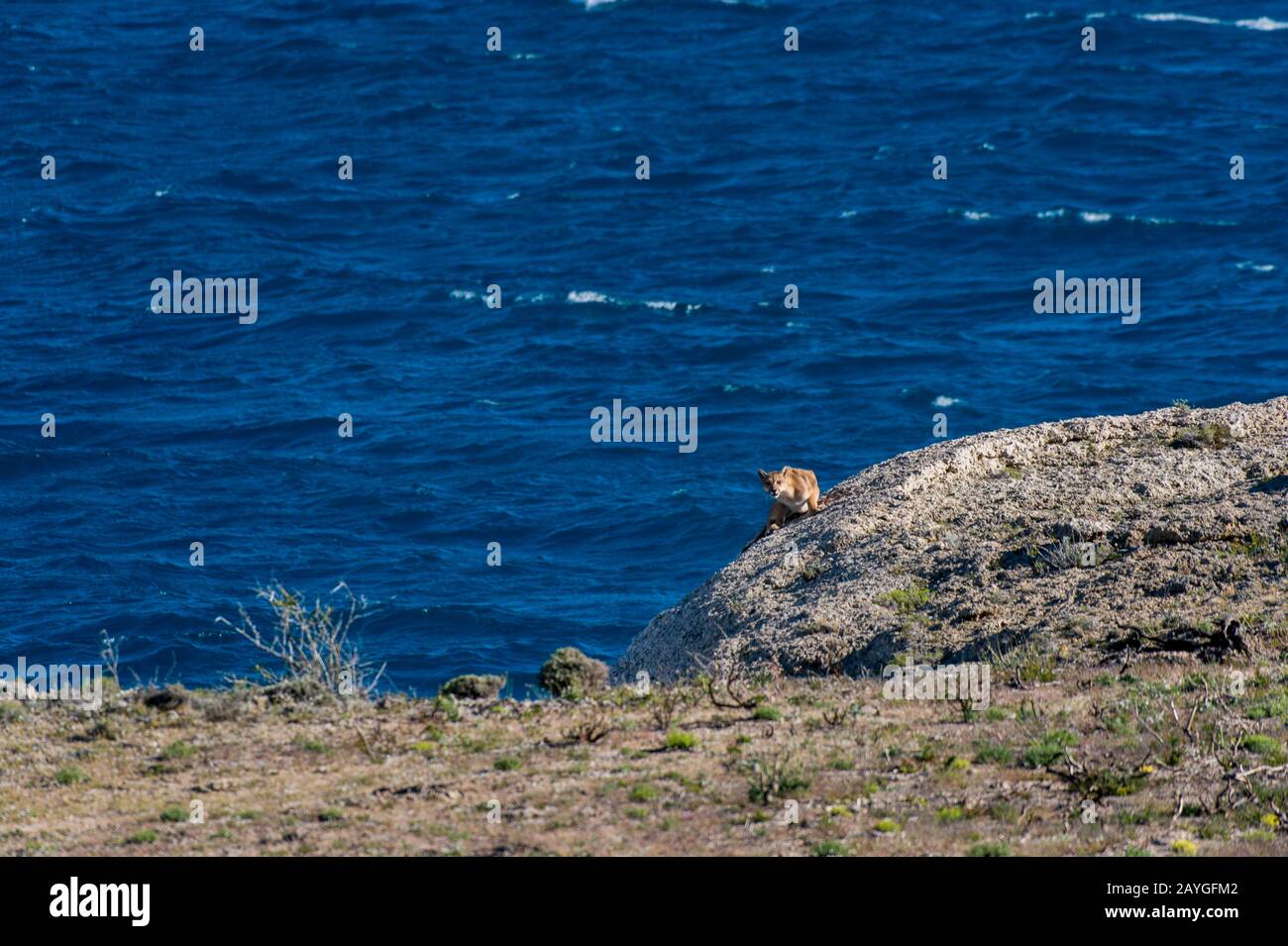 Puma oder Cougar (Puma concolor), auch Berglöwe, Panther oder catamount am Ufer des Lago Sarmiento im Torres del Paine National Park genannt Stockfoto