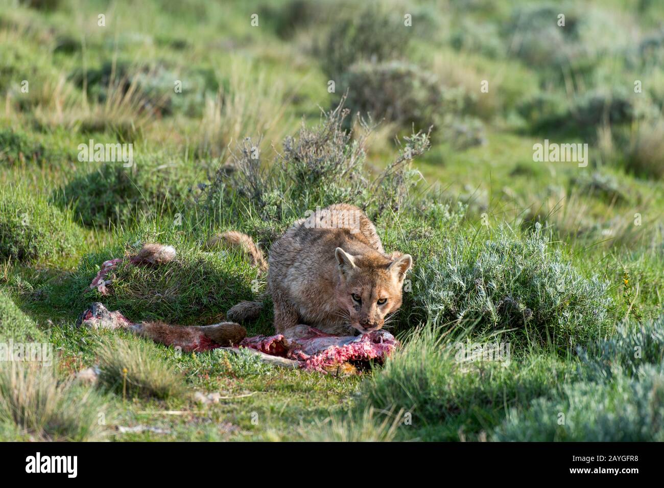 puma baby kaufen