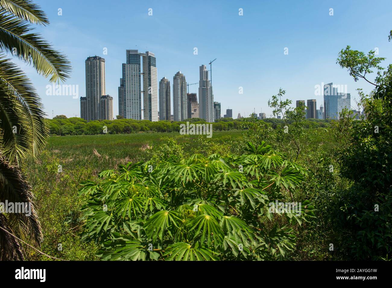 Blick auf die neuen Eigentumswohnungen aus dem ökologischen Reservat von Buenos Aires, das einen 90 Hektar (3,50 km2) großen Tiefbautrakt am Riv Rio de la Plata darstellt Stockfoto