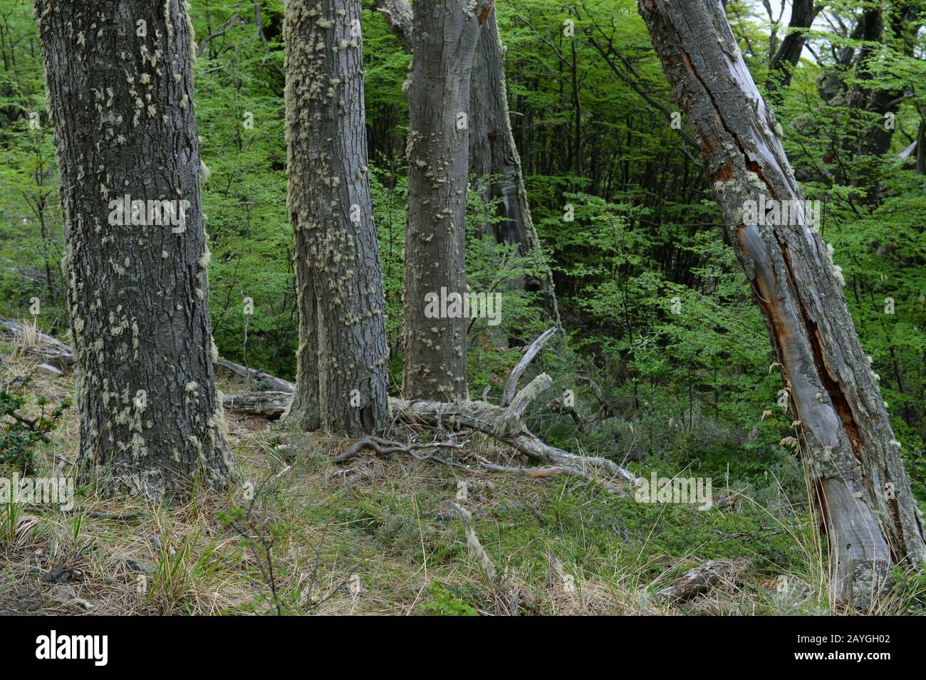 Der Magellanische Wald bei Bahia Wulaia, eine Bucht am westlichen Ufer der Isla Navarino entlang des Murray Channel im Süden Chiles, wo Charles Darwin la Stockfoto
