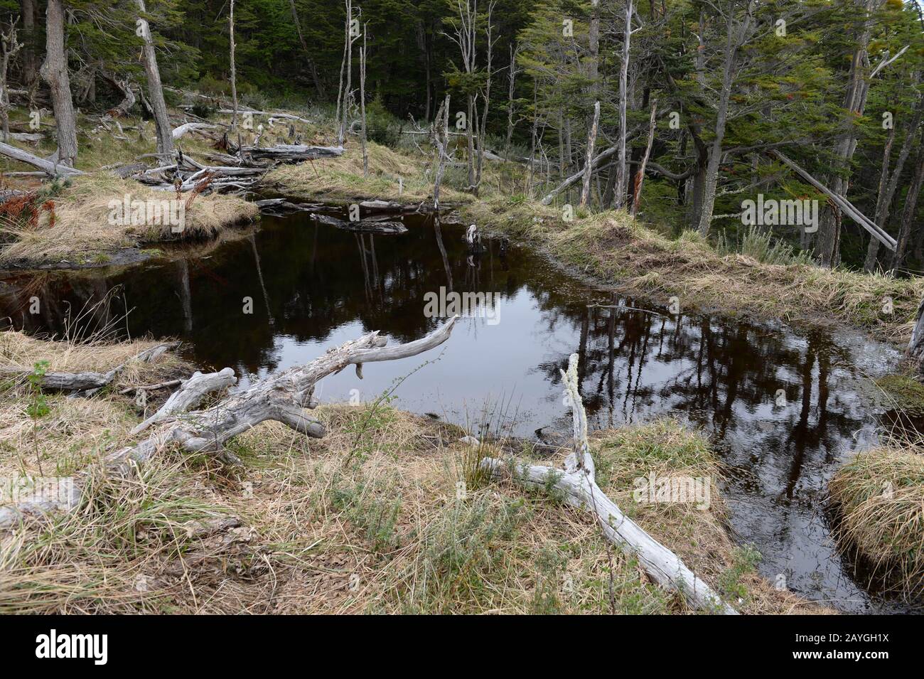 Ein Biber-Staudamm im magellanischen Wald bei Bahia Wulaia, einer Bucht am Westufer der Isla Navarino entlang des Murray Channel im Süden Chiles, wo C Stockfoto