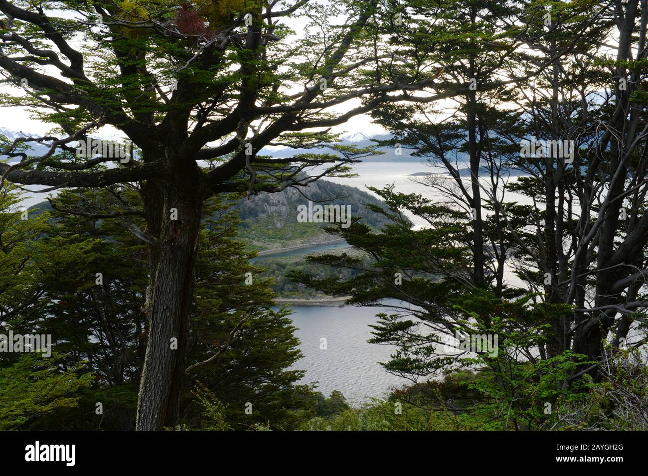 Der Magellanische Wald bei Bahia Wulaia, eine Bucht am westlichen Ufer der Isla Navarino entlang des Murray Channel im Süden Chiles, wo Charles Darwin la Stockfoto