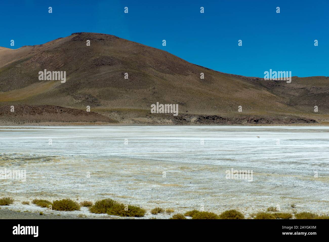 Karge Landschaft mit einer Vicuna, die eine Salzlagune an der argentinisch-chilenischen Grenze am Jama-Pass in den Anden, Chile, durchquert. Stockfoto