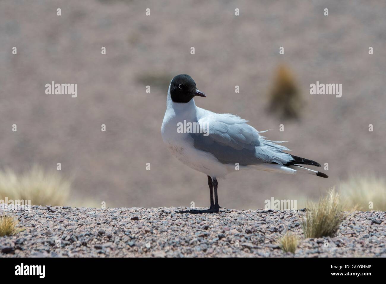 Ein Andengull (Chroicocephalus serranus) in der Nähe der Miscanti-Lagune im Los Flamencos National Reserve nahe San Pedro de Atacama in der Atacama Dese Stockfoto